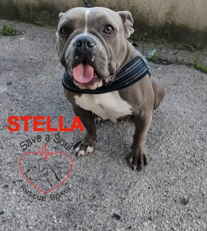 Stella American Bully Pocket